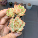 Echeveria 'Blue Light', 3pcs x 1-head