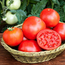 Venice F1-199 Tomato, 5 Seeds
