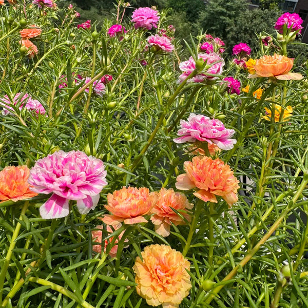 Double Flowered Mix Moss Rose, 5000 Seeds