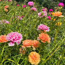 Double Flowered Mix Moss Rose, 5000 Seeds