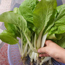 'Chiye No.6' Pak Choi Seeds, 25g