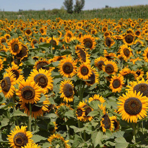 'Little Black Bear' Ornamental Sunflower Seeds, 1g