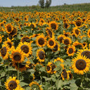 'Little Black Bear' Ornamental Sunflower Seeds, 1g