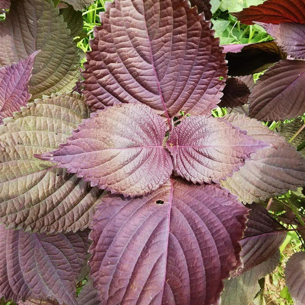 'Zifei' Purple Perilla Seeds, 5 Grams ≈ 3500 Seeds