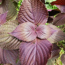 'Zifei' Purple Perilla Seeds, 5 Grams ≈ 3500 Seeds