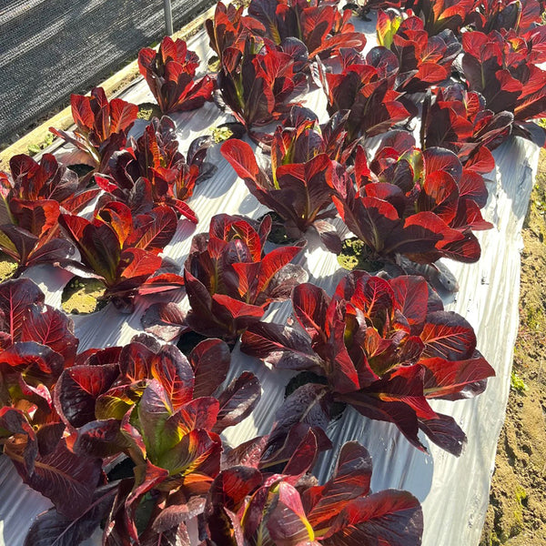 'Jing Zique' Lettuce Seeds, 5g