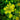 Sedum aizoon, 200 Seeds