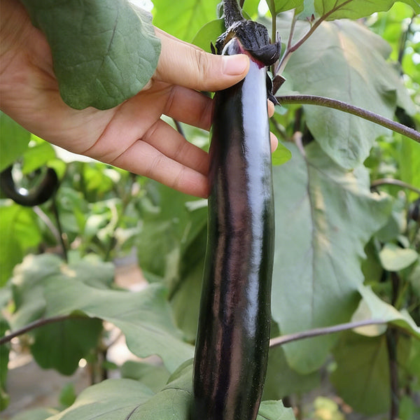 'Heiguiren' Long Eggplant Seeds, 50 Seeds