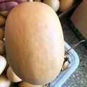 'Little Winter Melon' Gourd, 10 Seeds