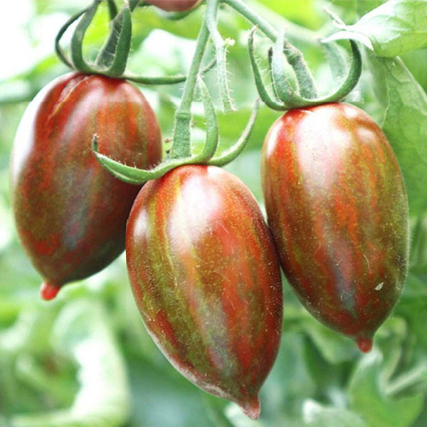 Zixia Tomato, 20 Seeds