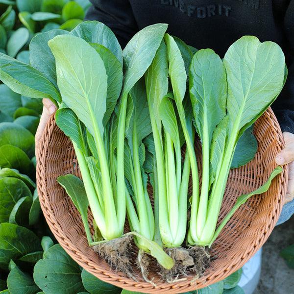 Little Shanghai F1 Bok Choy Seeds, 5g
