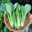 Little Shanghai F1 Bok Choy Seeds, 5g