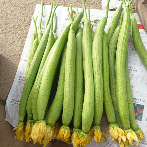 Jiamei 60 Long Sponge Gourd, 100 Seeds