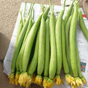 Jiamei 60 Long Sponge Gourd, 100 Seeds