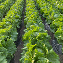 Caesar Crisphead Lettuce Seeds, 1g