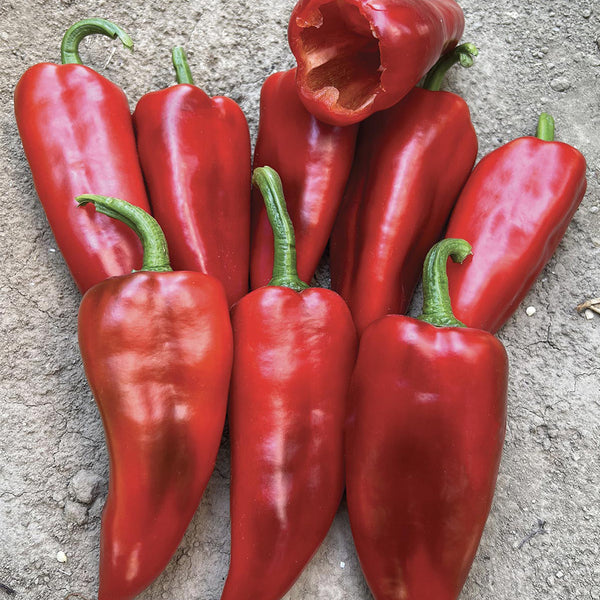 Syrian Has Goli Hot Pepper, 2~4 Seeds