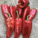 Syrian Has Goli Hot Pepper, 2~4 Seeds