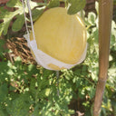 Lemon Candy Watermelon, 5~10 Seeds