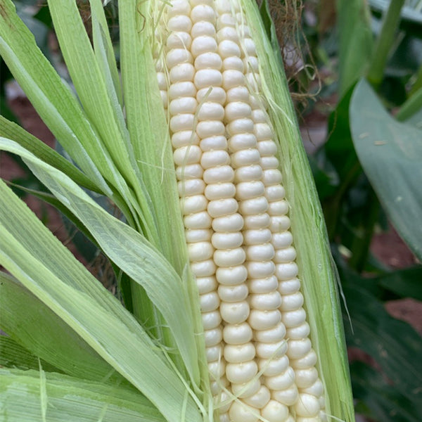 White Sweet Glutinous Corn Seeds