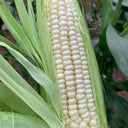 White Sweet Glutinous Corn Seeds
