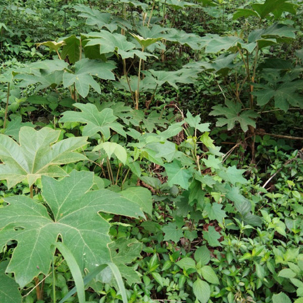 Rice Paper Plant, 100 Seeds
