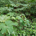 Rice Paper Plant, 100 Seeds