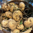 Mumashan Jicama, 10g
