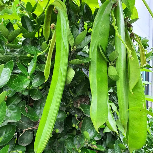 Thick-fleshed Sword Bean Seeds, 5 Seeds Per Bag