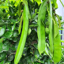 Thick-fleshed Sword Bean Seeds, 5 Seeds Per Bag