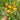 366 Marizol Magic Tomato, 5 Seeds