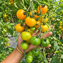 366 Marizol Magic Tomato, 5 Seeds