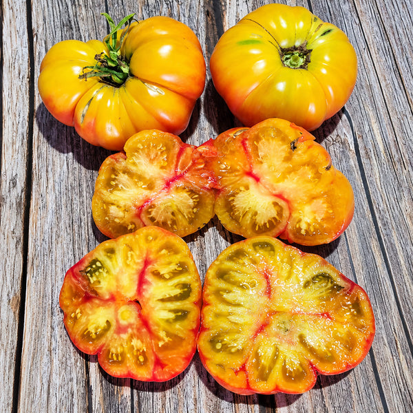 559 Oaxacan Jewel Tomato, 5 Seeds