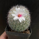 Mammillaria albicans, 3-4cm