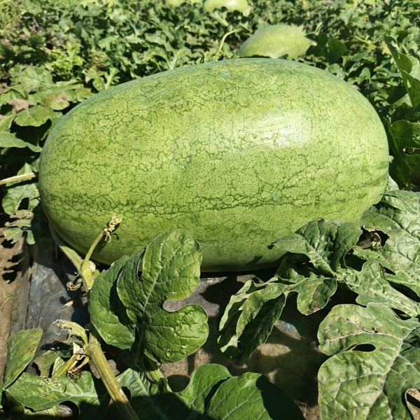 Green Phoenix F1 Giant Watermelon, 20 Seeds