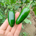 Heirloom Jalapeño Pepper, 10~20 Seeds
