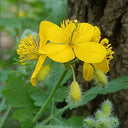 Greater Celandine, 500 Seeds
