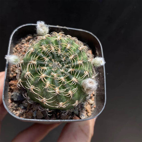Lobivia famatimensis, 3-4cm