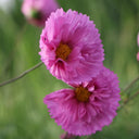Pink Double Petal Cupcake Cosmos Seeds, 1g