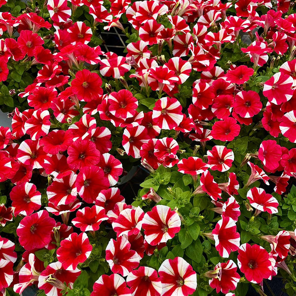 Red Star Hybrid Petunia, 100 Seeds