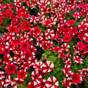 Red Star Hybrid Petunia, 100 Seeds