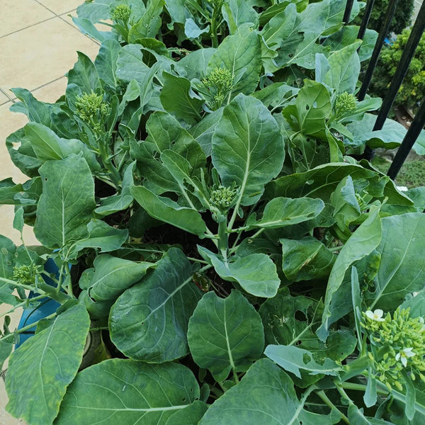 DaBao Chinese Kale Seeds, 10g