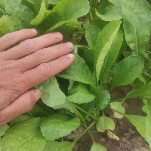'Jiemei' Fast-Growing Radish Sprouts Seeds, 20g