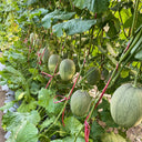 Xizhoumi Sweet Melon Seeds, 50 Seeds