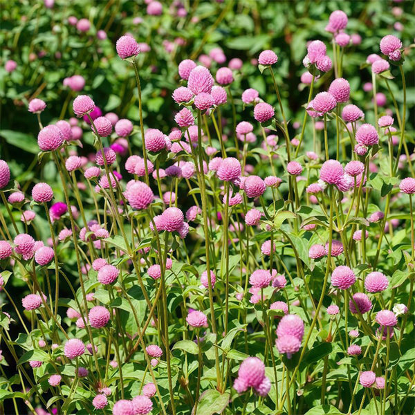 Hezhichun Pink Globe Amaranth Seeds, 1g