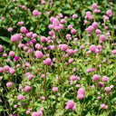 Hezhichun Pink Globe Amaranth Seeds, 1g