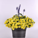 U2332 Caliburst Yellow F1 Petchoa, 5 Seeds