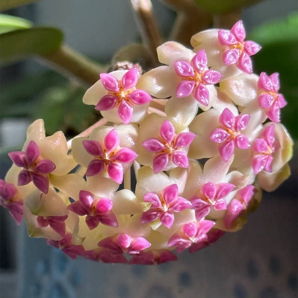 Hoya icensis, 3 Cuttings