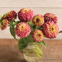 Zinnia elegans 'Queeny Lime Red', 5 Seeds
