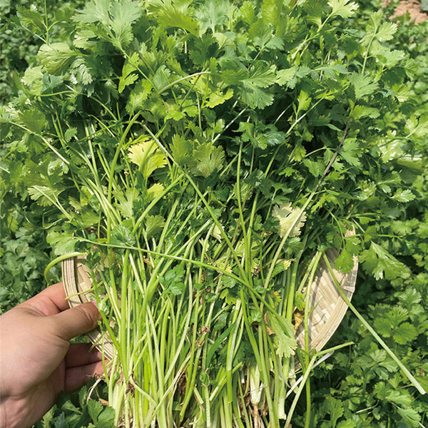 Heat-Tolerant Cilantro Seeds, 20g