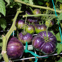 56 Rebel × Marsha's Beefsteak Tomato, 5 Seeds